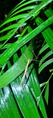 Sipyloidea