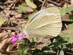 Cepora nerissa