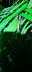 Sipyloidea