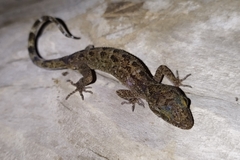 Cyrtodactylus marmoratus