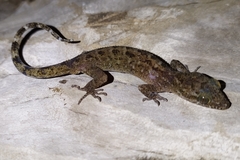 Cyrtodactylus marmoratus