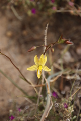 Cyanella lutea lutea