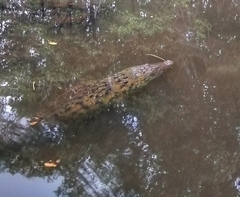 Crocodylus moreletii
