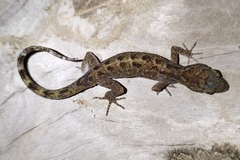 Cyrtodactylus marmoratus