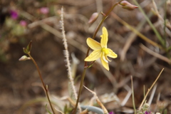 Cyanella lutea lutea