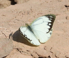 Cepora nerissa