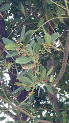 Laurus nobilis