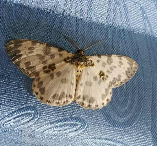Hypomecis pardaria