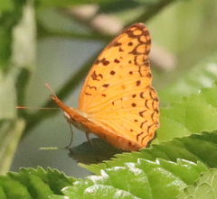 Phalanta phalantha