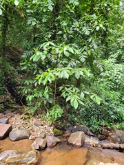 Terminalia