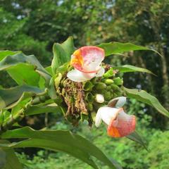 Costus lucanusianus