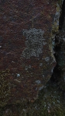 Lecideales