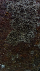 Lecideales