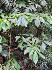 Terminalia