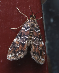 Elophila responsalis