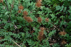 Acaena magellanica