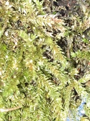 Thamnobryum alopecurum