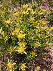 Leucadendron glaberrimum erubescens