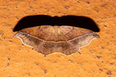 Sarisa muriferata