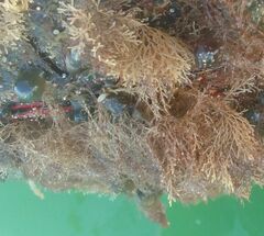 Bugulidae