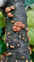Nectria cinnabarina