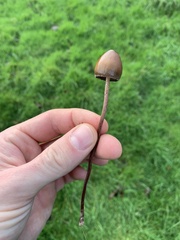 Panaeolus papilionaceus