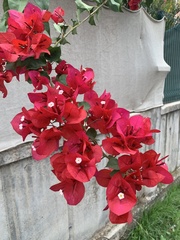 Bougainvillea