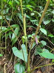 Anthurium sagittatum
