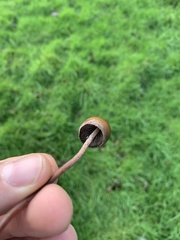 Panaeolus papilionaceus