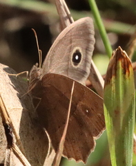 Mycalesis