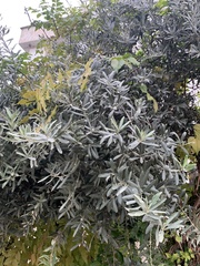 Olea europaea