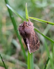 Ptilophora plumigera