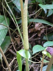 Anthurium sagittatum
