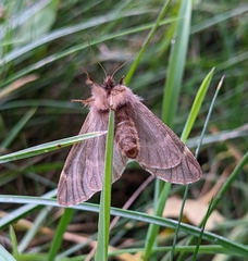 Ptilophora plumigera