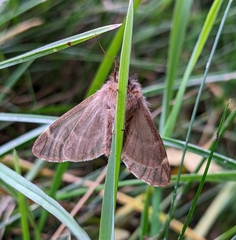 Ptilophora plumigera