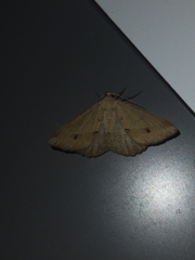 Isturgia penthearia