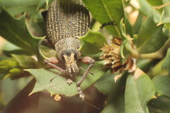 Catasarcus bilineatus