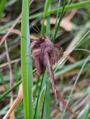 Ptilophora plumigera