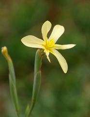 Moraea cookii