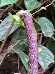 Anthurium sagittatum