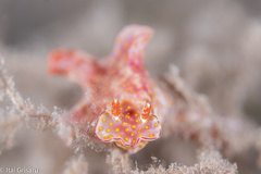 Ceratosoma