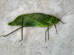 Stilpnochlora