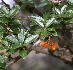 Berberis ilicifolia