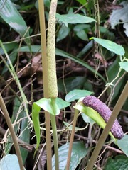 Anthurium sagittatum