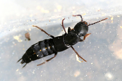 Ocypus aethiops
