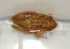 Dendropsophus columbianus