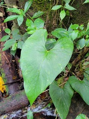 Anthurium sagittatum