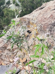 Bombus terrestris canariensis