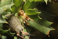 Catasarcus bilineatus