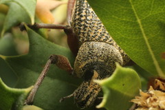 Catasarcus bilineatus